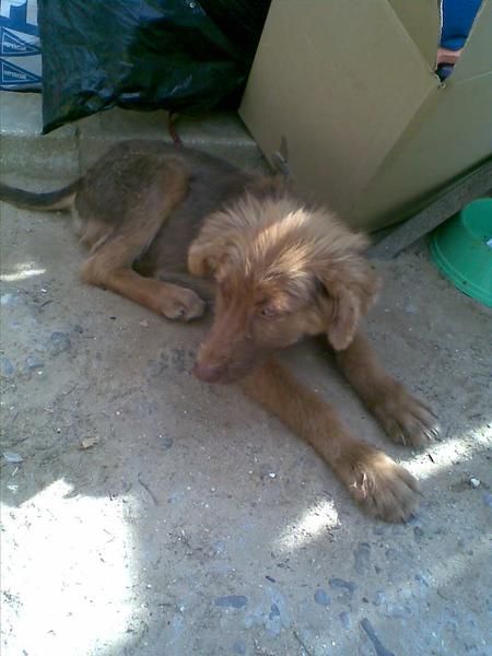 CACHORRA EN LA CARRETERA BUSCA FAMILIA