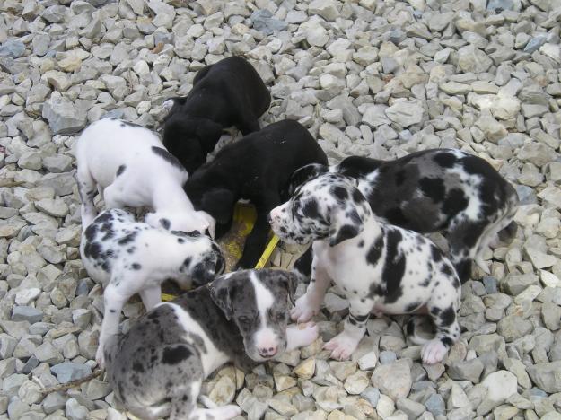 CACHORROS DE GRAN DANES