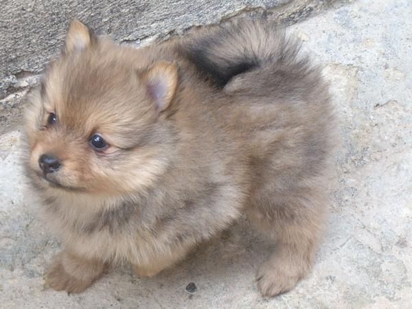 Cambio cachorro de Pomerania