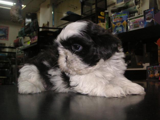 SHIH TZU NACIONAL LINEA AMERICANA CRIADERO Y TIENDA PEDIGREE LOE