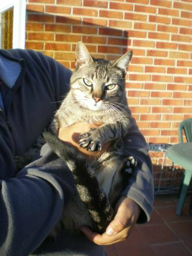 Tarzán, gato mimoso preparado para irse contigo a casa