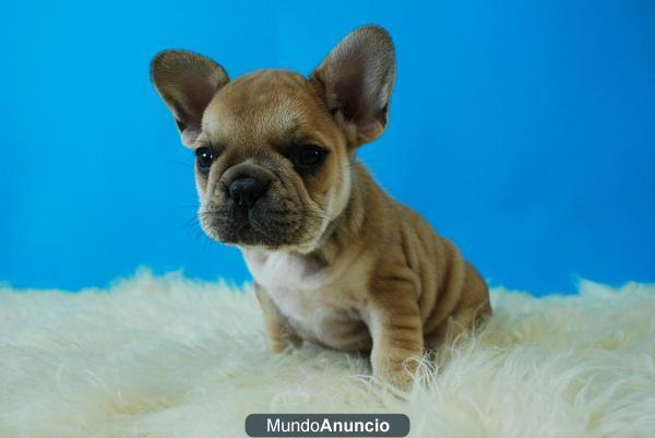 Bulldog frances fawn y marrones, preciosos cachorros disponibles