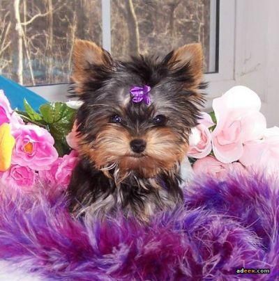 Cachorra de yorkshire terrier 95er