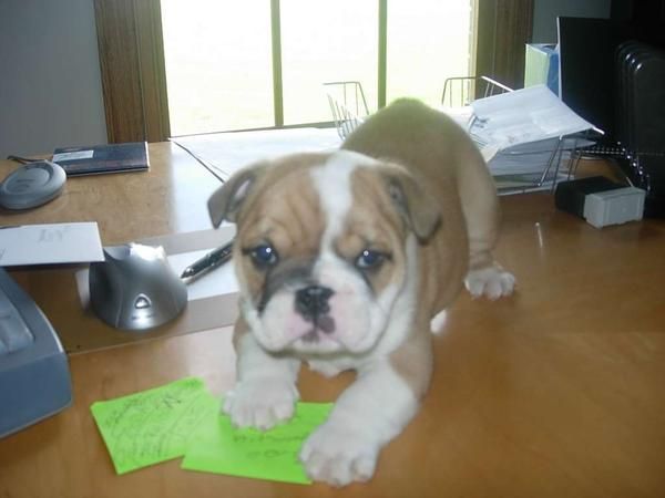 Cachorros Bulldog Inglés Para REGALO\\\\\\\