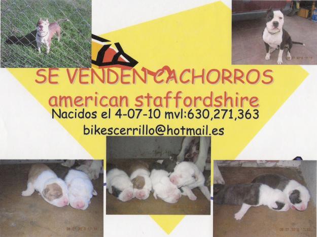 cachorros de american staffordshire