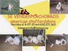 cachorros de american staffordshire - mejor precio | unprecio.es