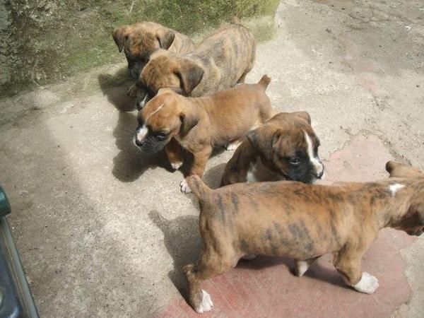 cachorros de  BOXER  LENADOS Y ATIGRADOS con PEDIGREE 350