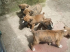 cachorros de BOXER LENADOS Y ATIGRADOS con PEDIGREE 350 - mejor precio | unprecio.es