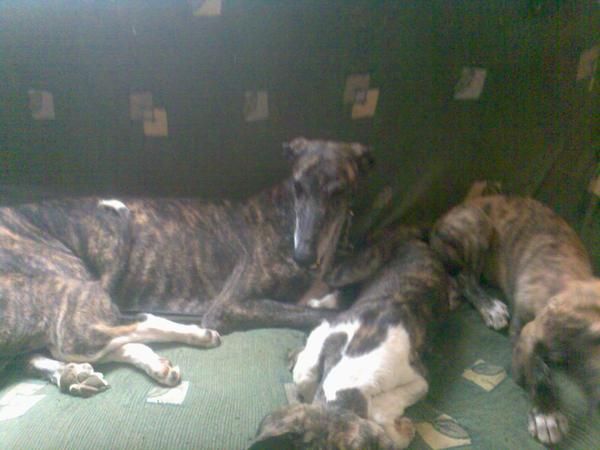 cAchorros de galgo