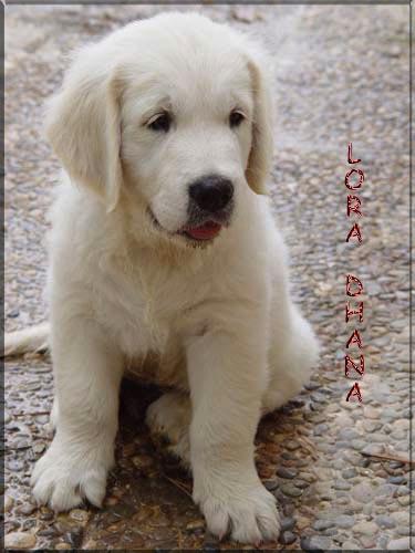 CACHORROS GOLDEN RETRIEVER LORA DHANA