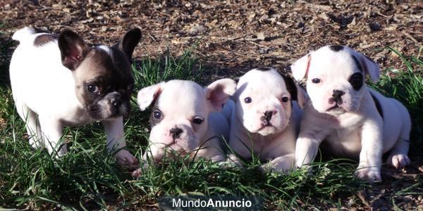 Camada Bulldog Frances 350€