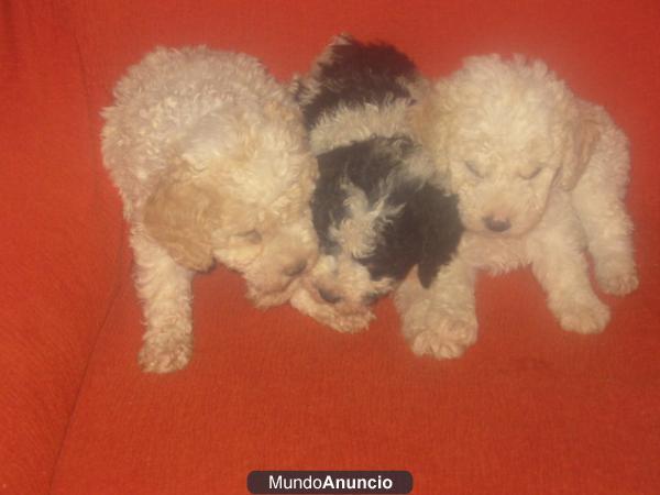 camada de perros de agua con la documentación en mano.