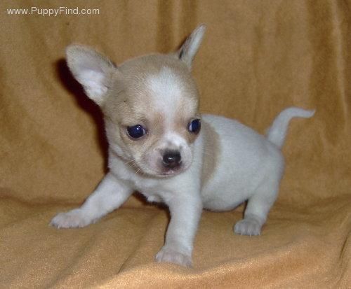 Precioso cachorro de chihuahua de pelo corto de impresionante tipicidad: lindísima cabecita de manzana,