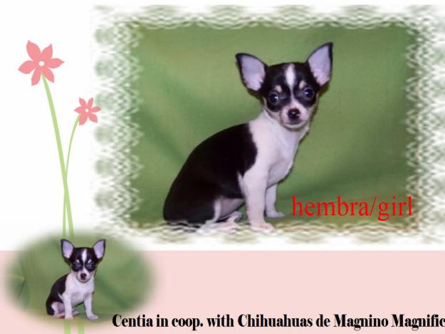 PRECIOSOS CACHORRITOS DE CHIHUAHUA DE PELO LARGO Y CORTO de Importacion!