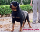 rottweiler - mejor precio | unprecio.es