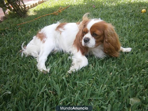 BUSCO UN PAPI GUAPO PARA TENER CACHORROS