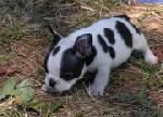 Cachorritos de Bulldog Frances