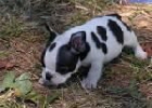 Cachorritos de Bulldog Frances - mejor precio | unprecio.es