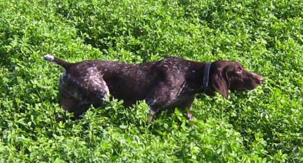 Cachorros Braco Alemán Afijo 