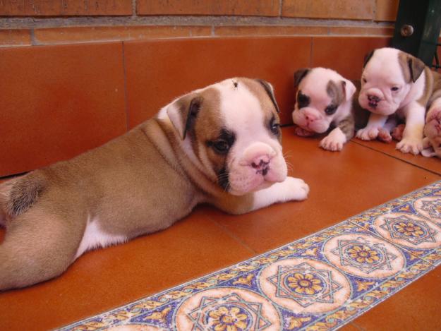 cachorros bulldog ingles