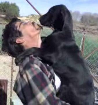 Cachorros de Dogo Aleman en Lote