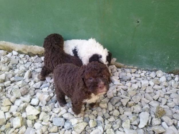 cachorros de perros de agua a buen precio