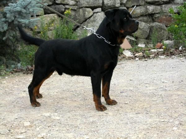 CACHORROS ROTTWEILER DE BRITHOR