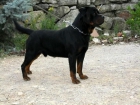 CACHORROS ROTTWEILER DE BRITHOR - mejor precio | unprecio.es