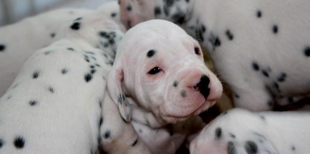 camada cachorros dalmata