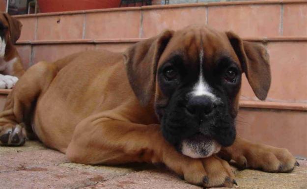 camada nacional cachorro boxer pedigree