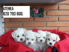 CRIA EXCLUSIVA DE BICHON MALTES TOI DE GRAN BELLEZA - mejor precio | unprecio.es