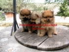 Pomerania miniatura - mejor precio | unprecio.es