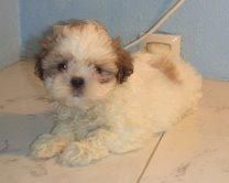 SHIH  TZU   405