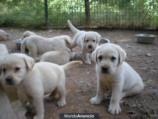 cachorro labrador barcelona 25min criadero elige entre la camada