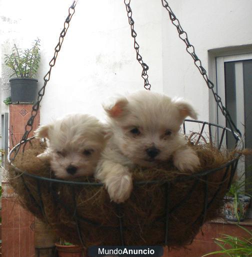 CACHORROS DE BICHON MALTES, A BUEN PRECIO, INFORMATE