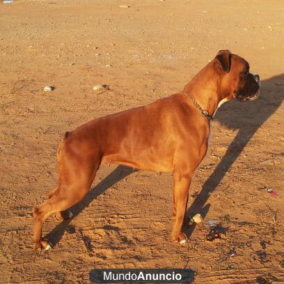 CACHORROS DE BOXER EXCELENTE CALIDAD