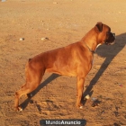 CACHORROS DE BOXER EXCELENTE CALIDAD - mejor precio | unprecio.es