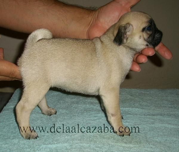 CACHORROS DE CARLINOS DE LA ALCAZABA