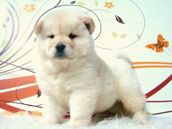 CHOW CHOW CACHORROS DE GRAN CALIDAD