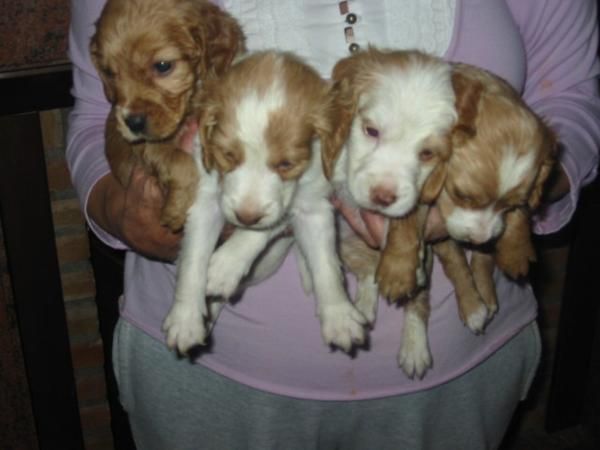 Cocker cruce,son los de la fotografía.150 Eur.