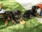 Impresionantes cachorros de pastor aleman libres de displasia - mejor precio | unprecio.es