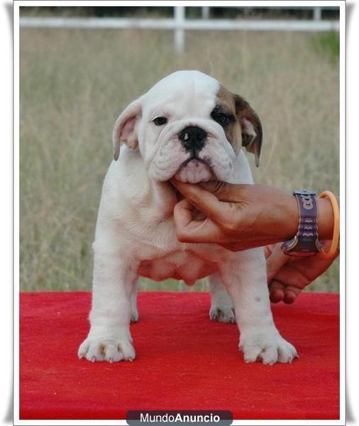 regalo Precioso cachorrosbulldog ingles \