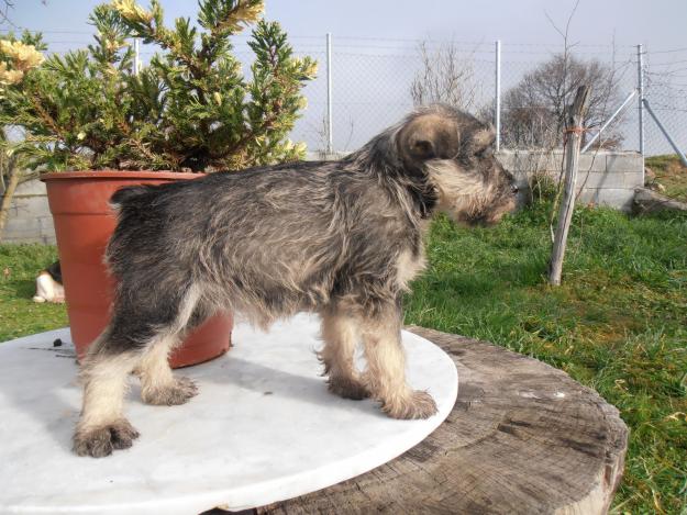 Schnauzer mini sal y pimienta