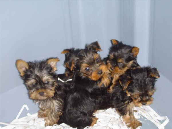 Yorkshire, adorables cachorros a buen precio