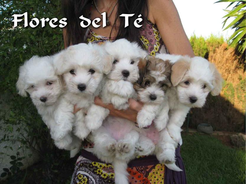 Cachorros de Coton de Tuléar