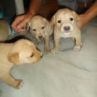 4 Cachorritas baby de un mes buscan hogar