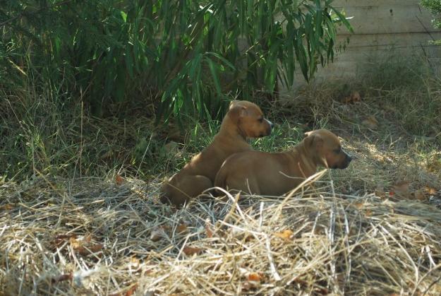 AMERICAN STAFFORDSHIRE DISPONIBLES EJEMPLARES CON 2 MESES