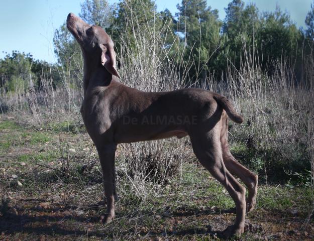 BRACO DE WEIMAR, CACHORROS - España