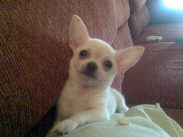 BUSCO CHIHUAHUA HEMBRA PARA MONTA