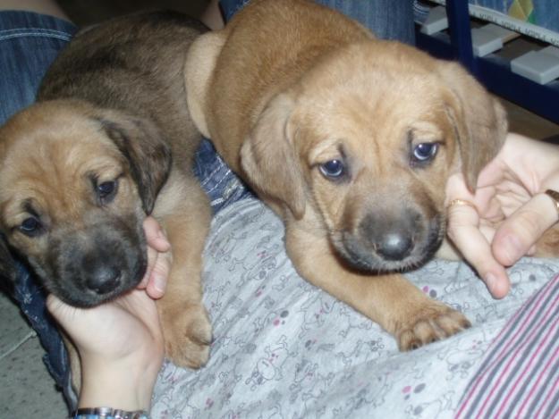 Cachorritos de boxer y pastor aleman